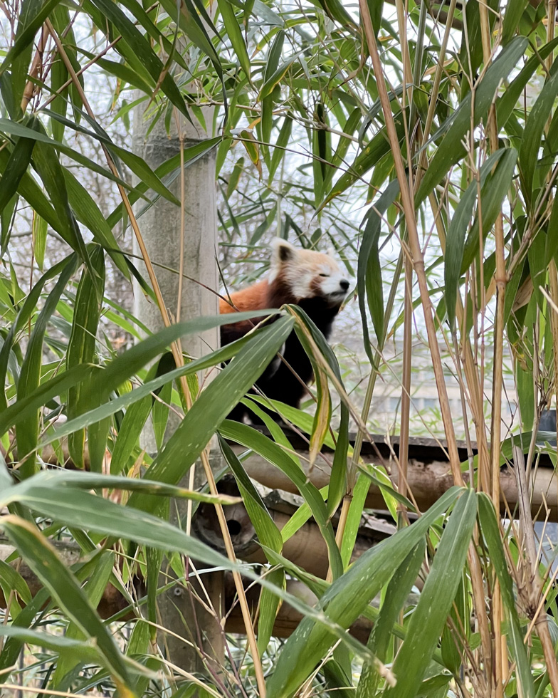 植物园动物园的故事